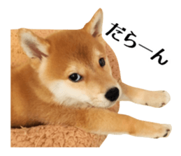 Shibainu-KOTETSU stamp vol.2 sticker #15910337
