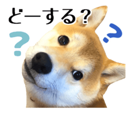 Shibainu-KOTETSU stamp vol.2 sticker #15910338