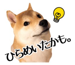 Shibainu-KOTETSU stamp vol.2 sticker #15910339