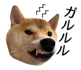 Shibainu-KOTETSU stamp vol.2 sticker #15910341