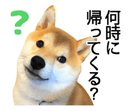 Shibainu-KOTETSU stamp vol.2 sticker #15910343