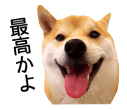 Shibainu-KOTETSU stamp vol.2 sticker #15910344