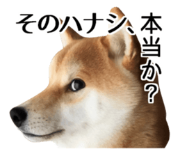 Shibainu-KOTETSU stamp vol.2 sticker #15910347