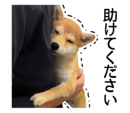 Shibainu-KOTETSU stamp vol.2 sticker #15910348