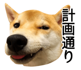 Shibainu-KOTETSU stamp vol.2 sticker #15910349