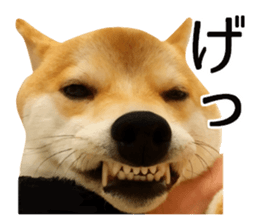 Shibainu-KOTETSU stamp vol.2 sticker #15910350