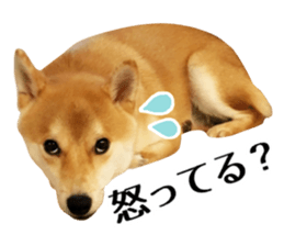 Shibainu-KOTETSU stamp vol.2 sticker #15910352