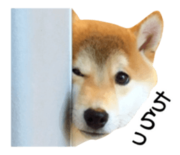 Shibainu-KOTETSU stamp vol.2 sticker #15910354
