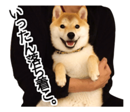 Shibainu-KOTETSU stamp vol.2 sticker #15910355