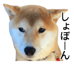 Shibainu-KOTETSU stamp vol.2 sticker #15910358