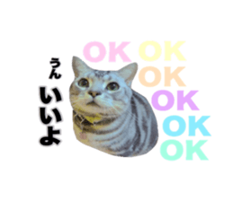 Vivi's talking a picture cat sticker sticker #15910682