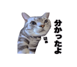 Vivi's talking a picture cat sticker sticker #15910685