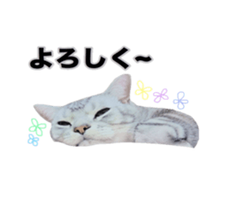 Vivi's talking a picture cat sticker sticker #15910686