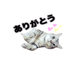 Vivi's talking a picture cat sticker sticker #15910687