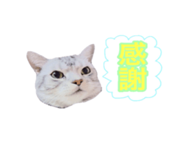 Vivi's talking a picture cat sticker sticker #15910688