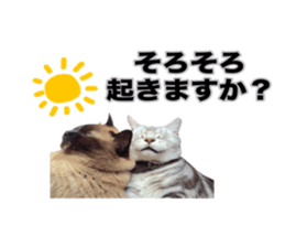 Vivi's talking a picture cat sticker sticker #15910690