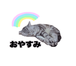 Vivi's talking a picture cat sticker sticker #15910691