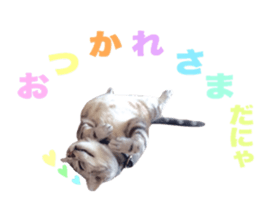 Vivi's talking a picture cat sticker sticker #15910693