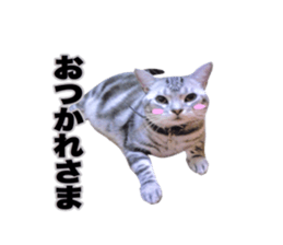 Vivi's talking a picture cat sticker sticker #15910694