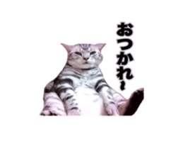 Vivi's talking a picture cat sticker sticker #15910695