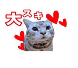 Vivi's talking a picture cat sticker sticker #15910696