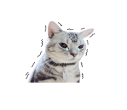 Vivi's talking a picture cat sticker sticker #15910699