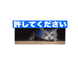 Vivi's talking a picture cat sticker sticker #15910701