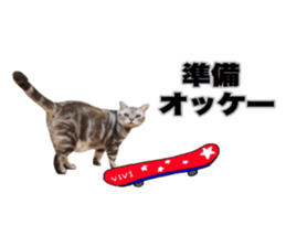 Vivi's talking a picture cat sticker sticker #15910707
