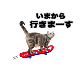 Vivi's talking a picture cat sticker sticker #15910708