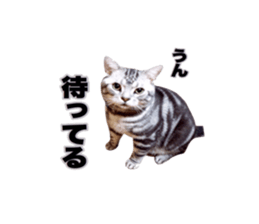 Vivi's talking a picture cat sticker sticker #15910711