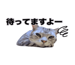 Vivi's talking a picture cat sticker sticker #15910712