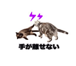 Vivi's talking a picture cat sticker sticker #15910716