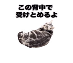 Vivi's talking a picture cat sticker sticker #15910717