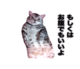 Vivi's talking a picture cat sticker sticker #15910718