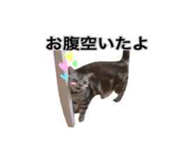 Vivi's talking a picture cat sticker sticker #15910719