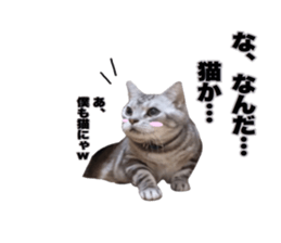 Vivi's talking a picture cat sticker sticker #15910720