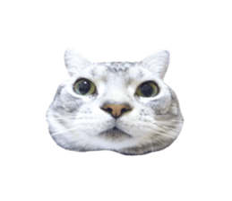 Vivi's talking a picture cat sticker sticker #15910721