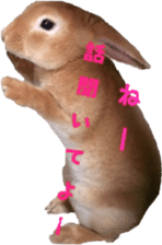 Rabbit cookie sticker #15911874