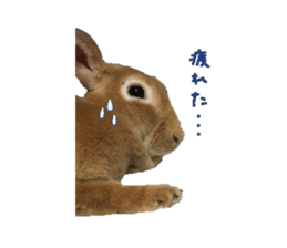 Rabbit cookie sticker #15911878