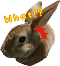 Rabbit cookie sticker #15911881