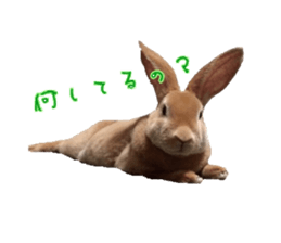 Rabbit cookie sticker #15911884