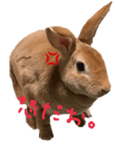 Rabbit cookie sticker #15911886