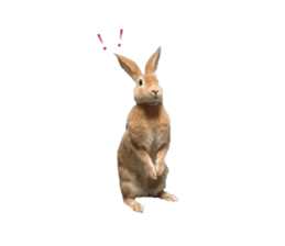 Rabbit cookie sticker #15911889