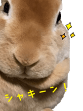 Rabbit cookie sticker #15911892