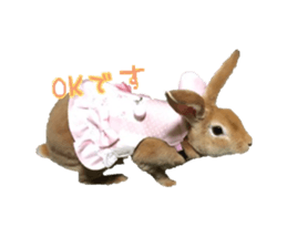 Rabbit cookie sticker #15911893