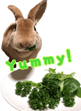 Rabbit cookie sticker #15911896