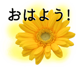 A floral message! Gerbera sticker #15912002