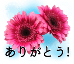 A floral message! Gerbera sticker #15912007