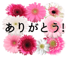 A floral message! Gerbera sticker #15912008