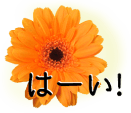 A floral message! Gerbera sticker #15912010